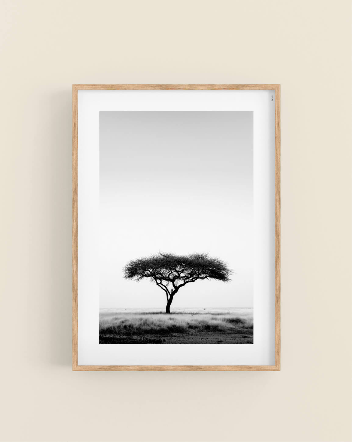 Umbrella Thorn