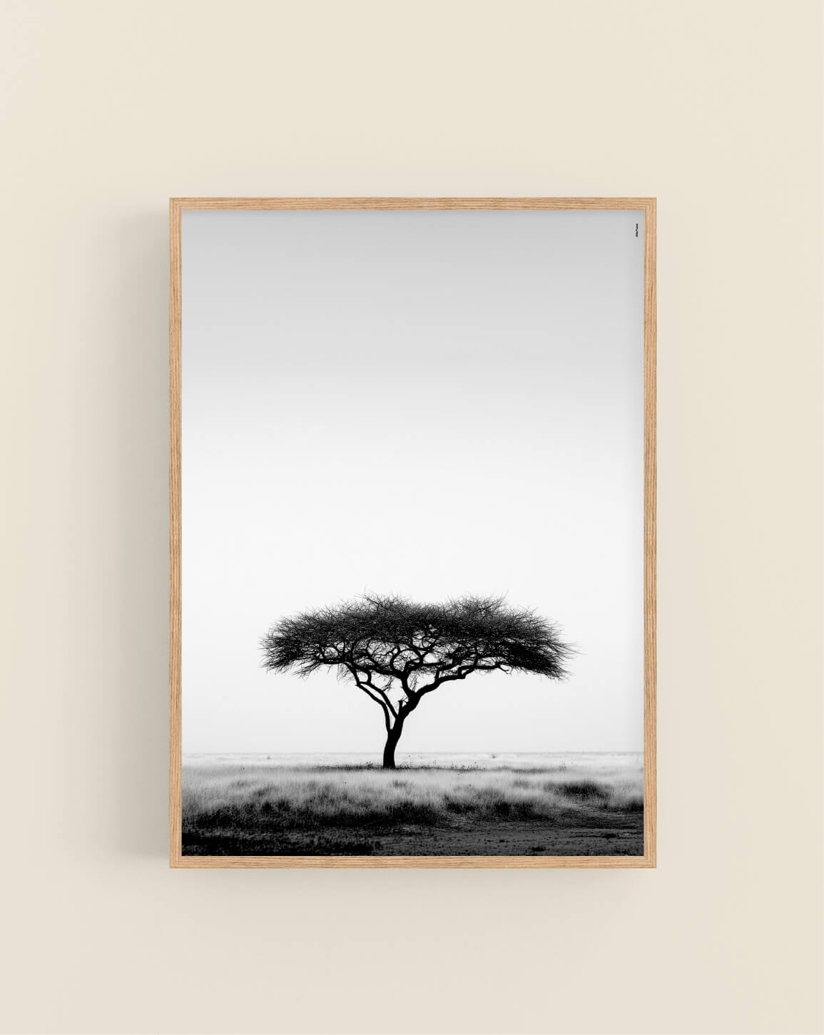 Umbrella Thorn