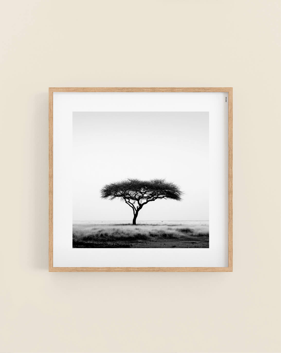 Umbrella Thorn