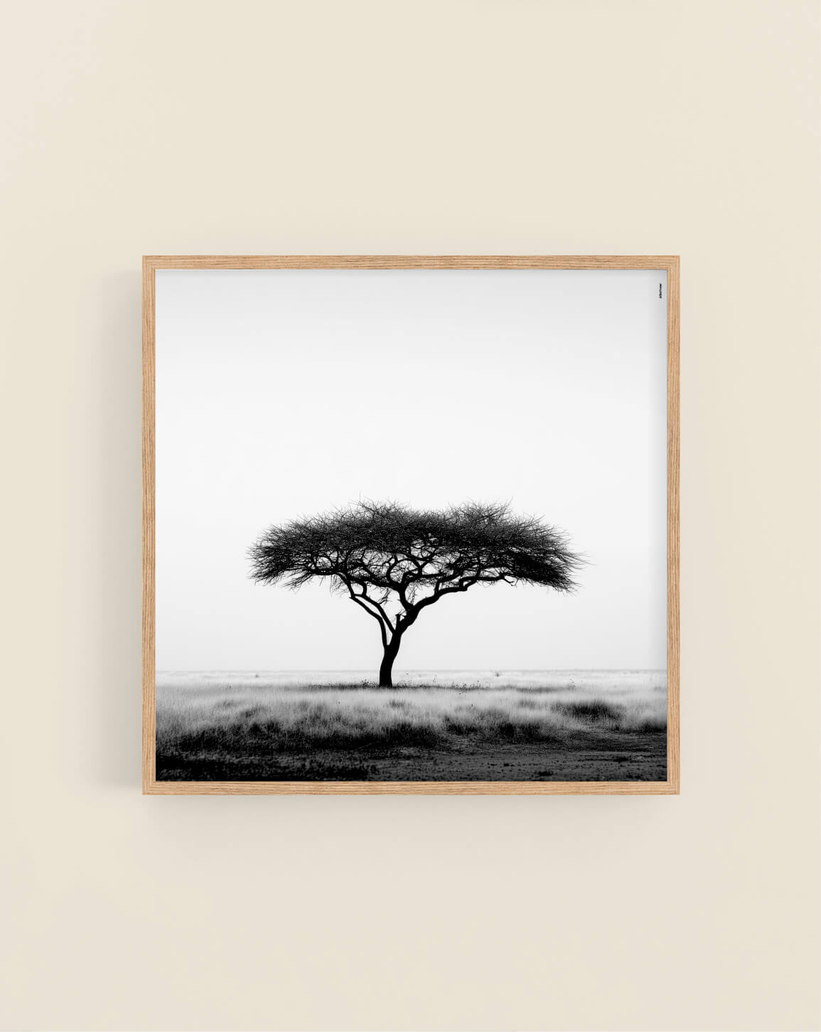 Umbrella Thorn